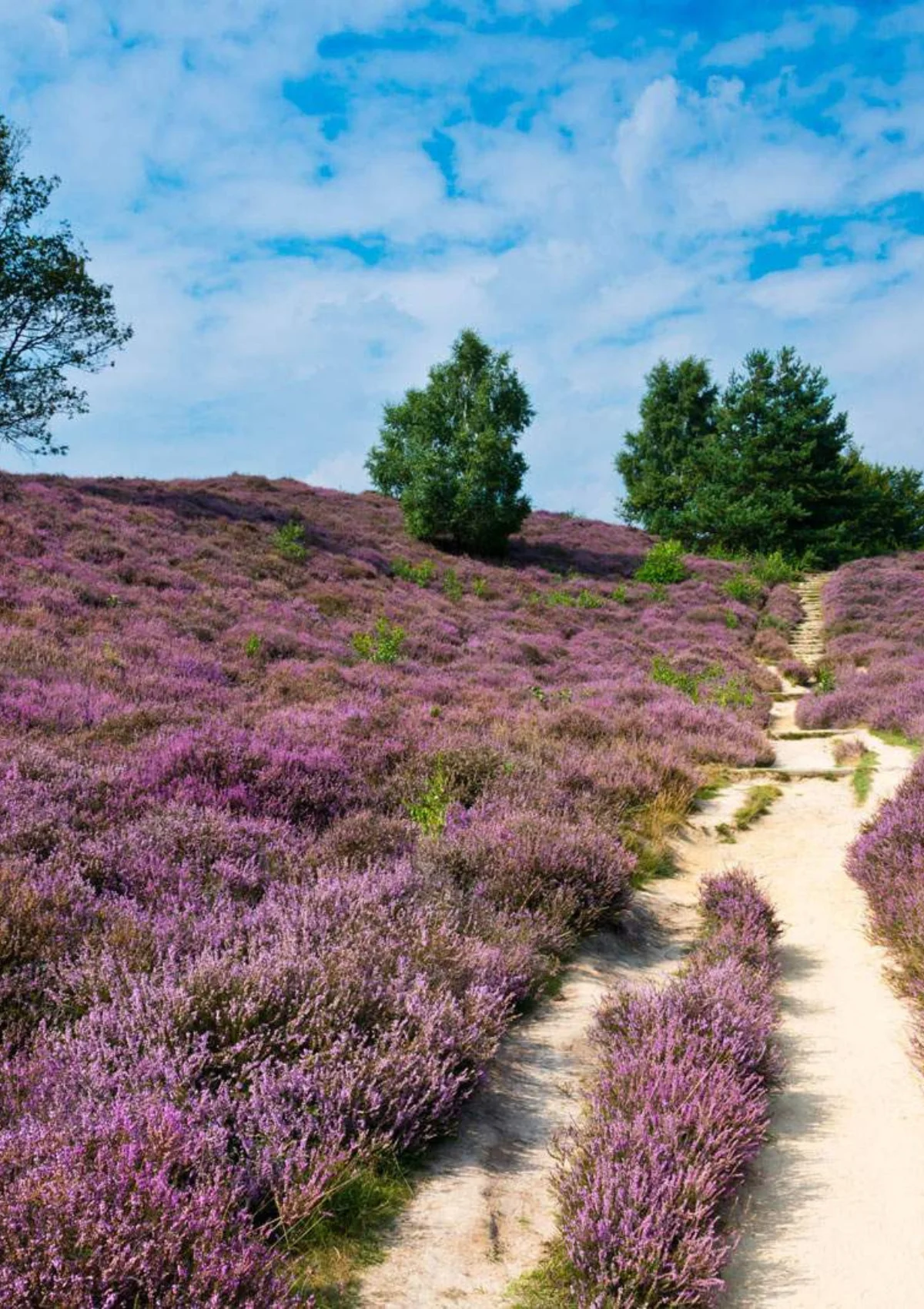 Veluwe